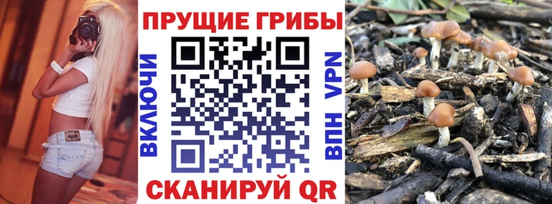 Галлюциногенные грибы Psilocybe  Вичуга 