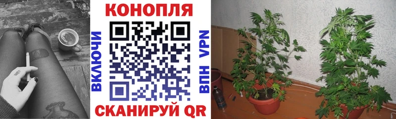 Конопля OG Kush  блэк спрут вход  Вичуга  продажа наркотиков 